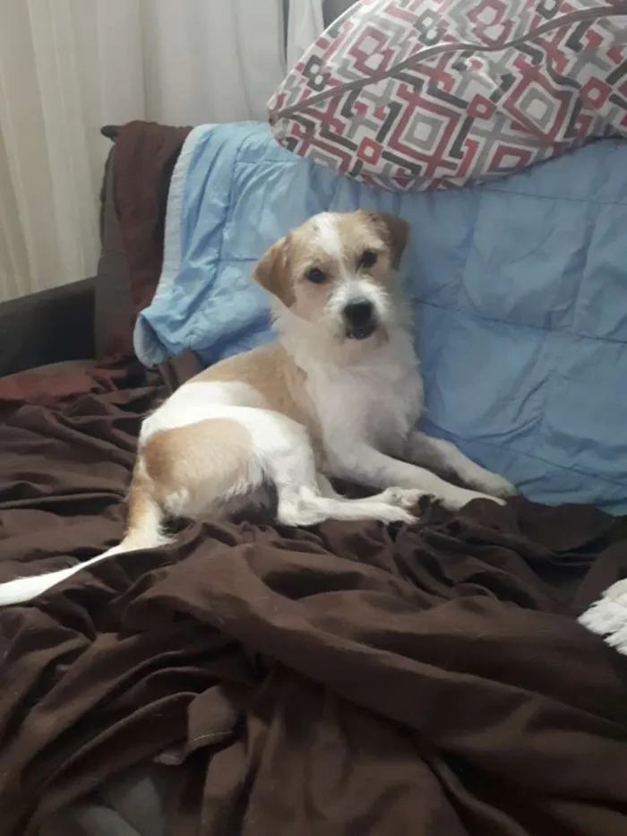 Cachorro raça Srd idade 2 anos nome Scooby