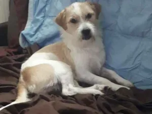 Cachorro raça Srd idade 2 anos nome Scooby