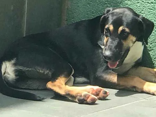 Cachorro ra a Vira lata  idade 2 a 6 meses nome Luna 