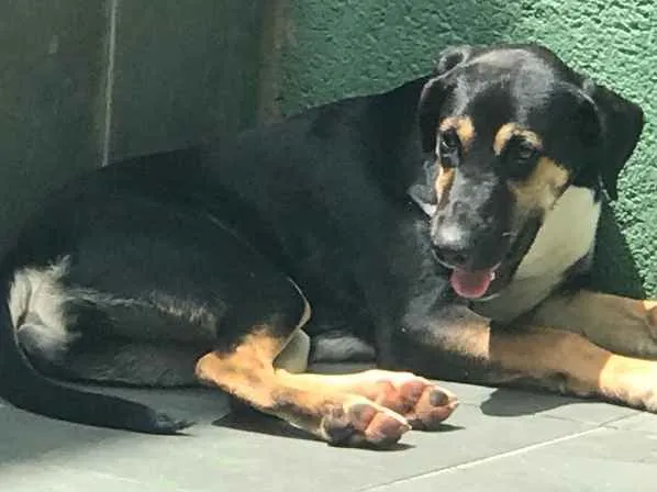 Cachorro ra a Vira lata  idade 2 a 6 meses nome Luna 