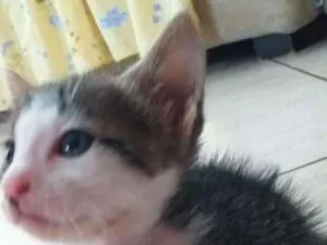 Gato raça  idade Abaixo de 2 meses nome Gatinhos