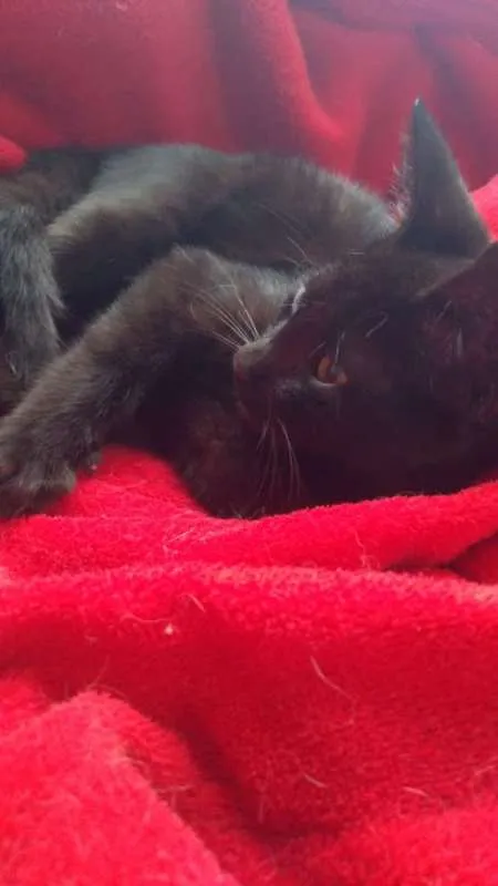 Gato ra a SRD idade 2 a 6 meses nome Agnês