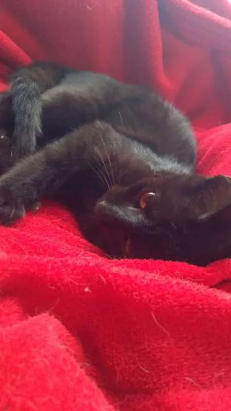 Gato ra a SRD idade 2 a 6 meses nome Agnês