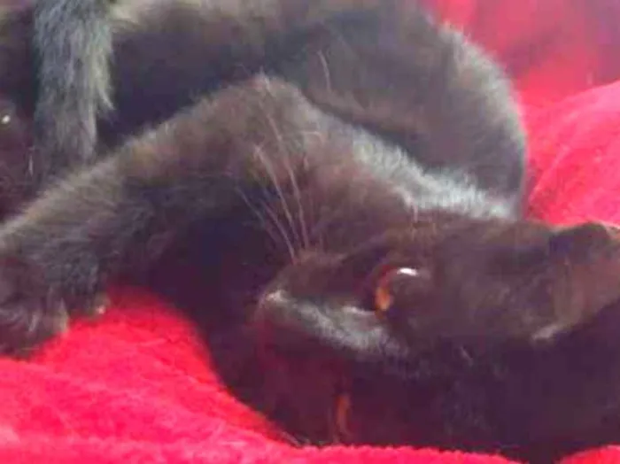 Gato ra a SRD idade 2 a 6 meses nome Agnês
