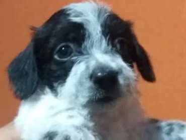 Cachorro ra a Sem raça  idade Abaixo de 2 meses nome Luna 