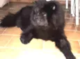 Loki