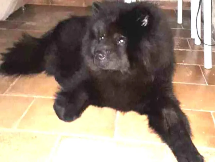 Cachorro ra a Chow Chow idade 2 anos nome Loki