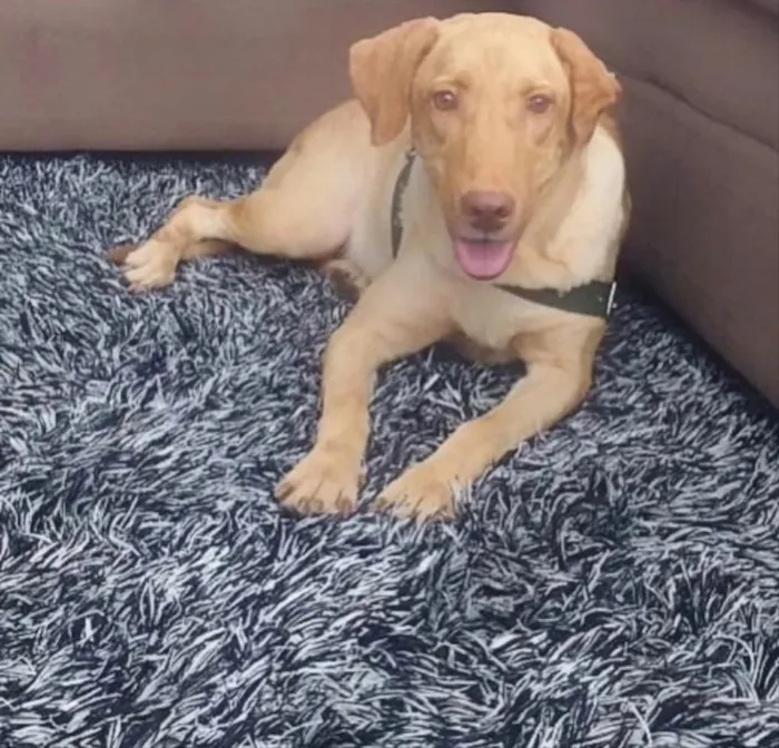 Cachorro ra a Labradora  idade 4 anos nome ATHENA
