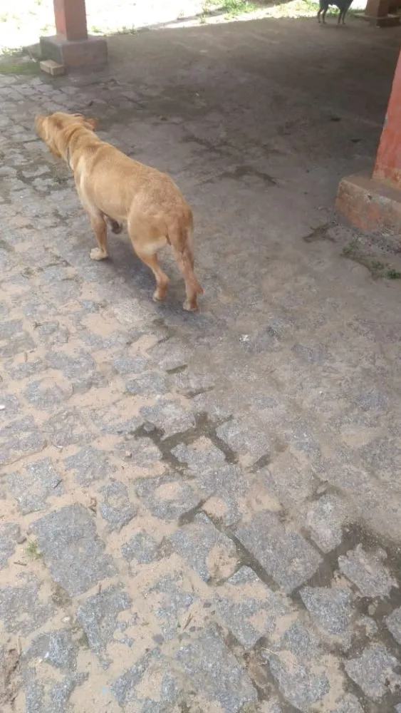Cachorro ra a Labradora  idade 4 anos nome ATHENA