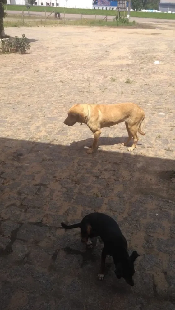Cachorro ra a Labradora  idade 4 anos nome ATHENA