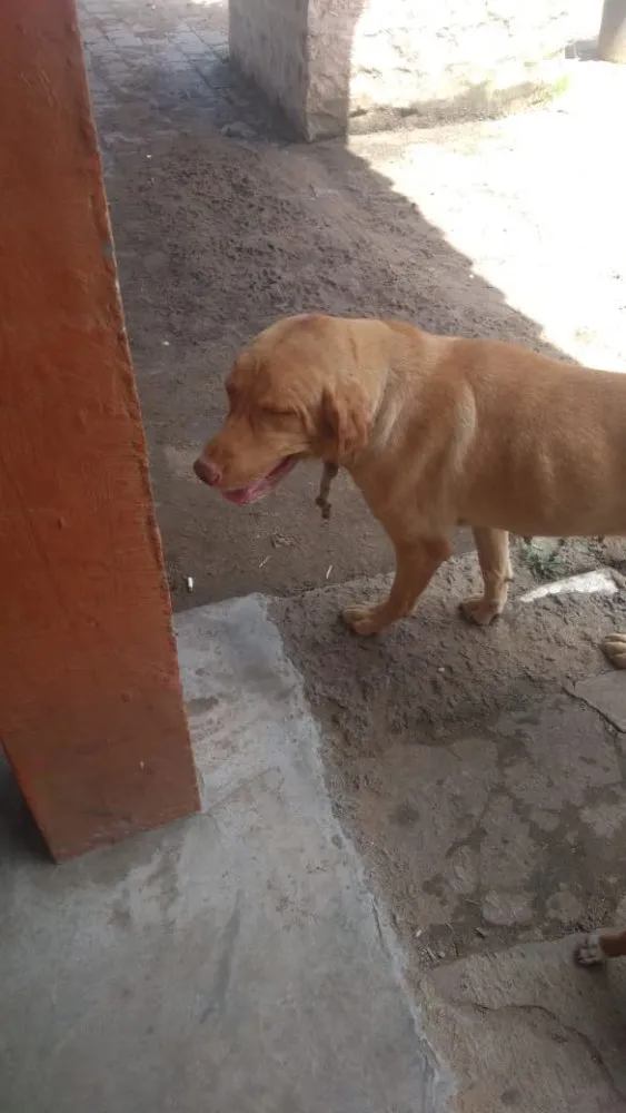 Cachorro ra a Labradora  idade 4 anos nome ATHENA