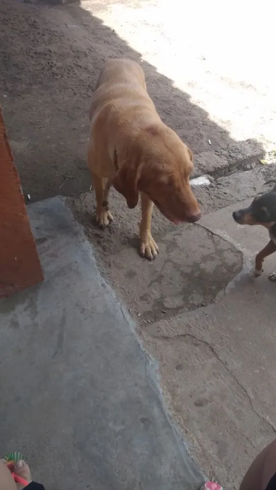 Cachorro ra a Labradora  idade 4 anos nome ATHENA