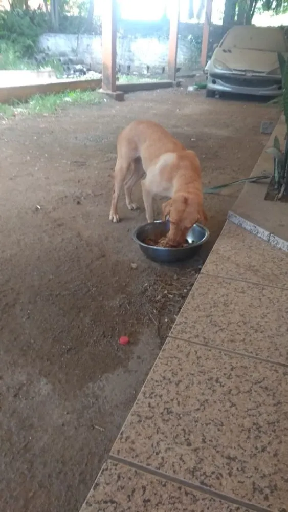Cachorro ra a Labradora  idade 4 anos nome ATHENA