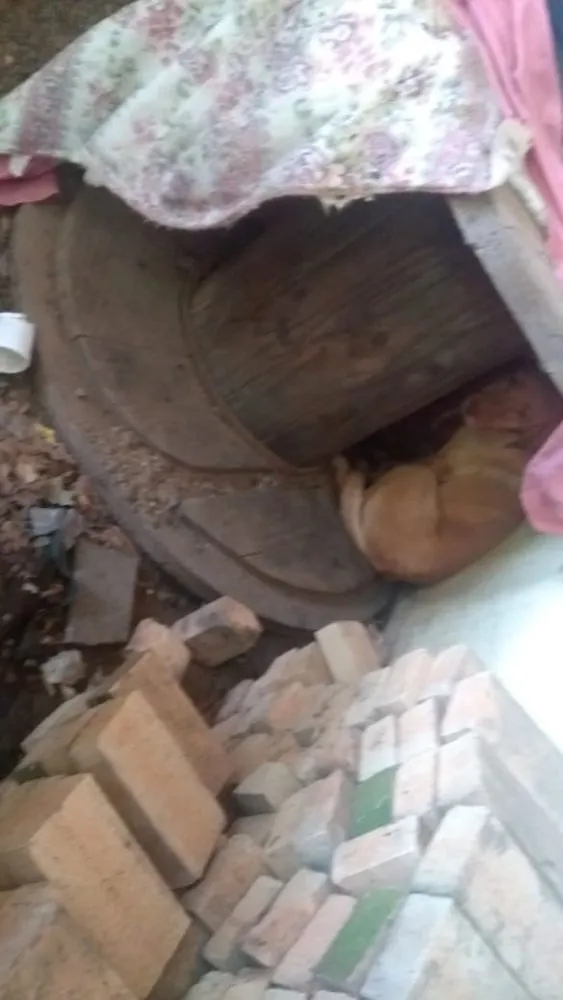 Cachorro ra a Labradora  idade 4 anos nome ATHENA
