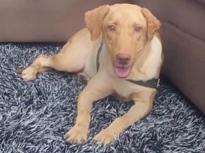 Cachorro ra a Labradora  idade 4 anos nome ATHENA