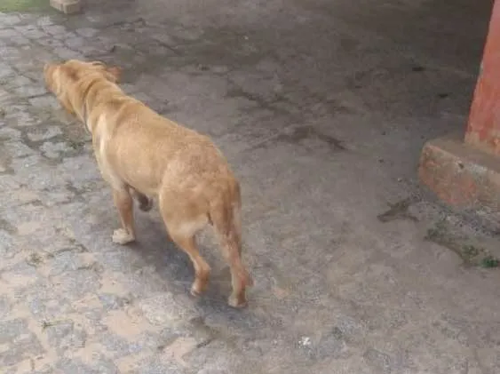Cachorro ra a Labradora  idade 4 anos nome ATHENA