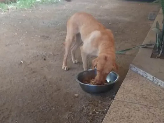 Cachorro ra a Labradora  idade 4 anos nome ATHENA