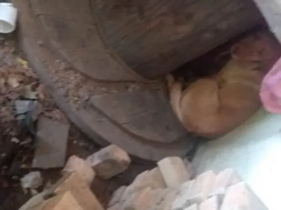 Cachorro ra a Labradora  idade 4 anos nome ATHENA