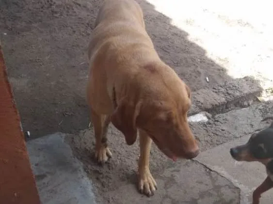 Cachorro ra a Labradora  idade 4 anos nome ATHENA