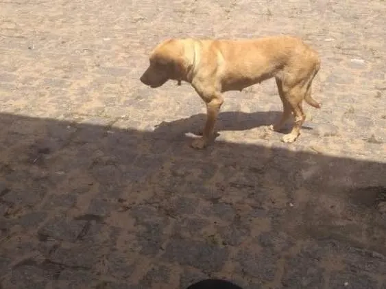 Cachorro ra a Labradora  idade 4 anos nome ATHENA