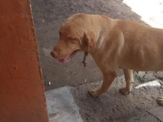 Cachorro ra a Labradora  idade 4 anos nome ATHENA