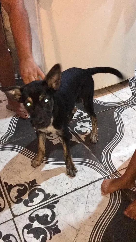 Cachorro ra a Vira lata  idade 2 a 6 meses nome Mel