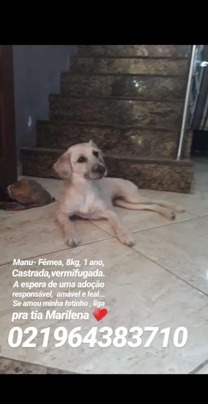 Cachorro ra a SRD idade 1 ano nome Manu