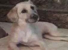 Cachorro raça SRD idade 1 ano nome Manu