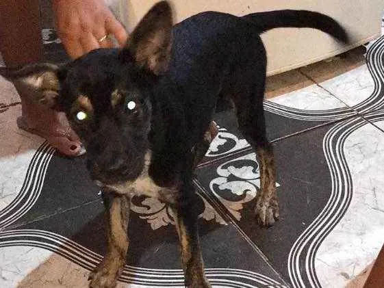 Cachorro ra a Vira lata  idade 2 a 6 meses nome Mel