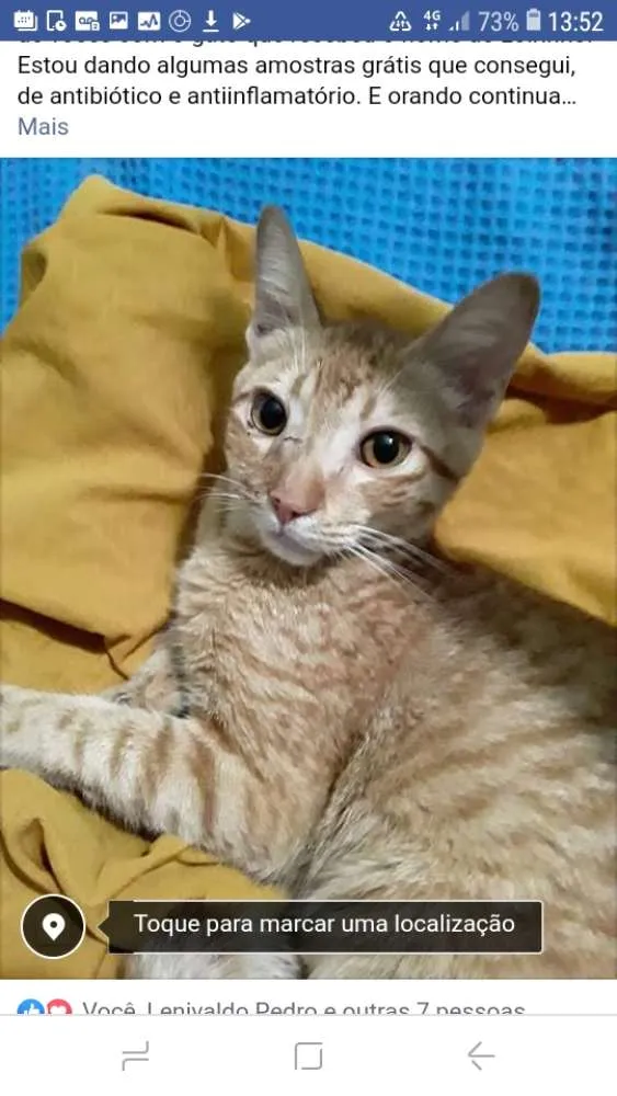 Gato ra a Sem raça definida idade 2 a 6 meses nome Loirinho