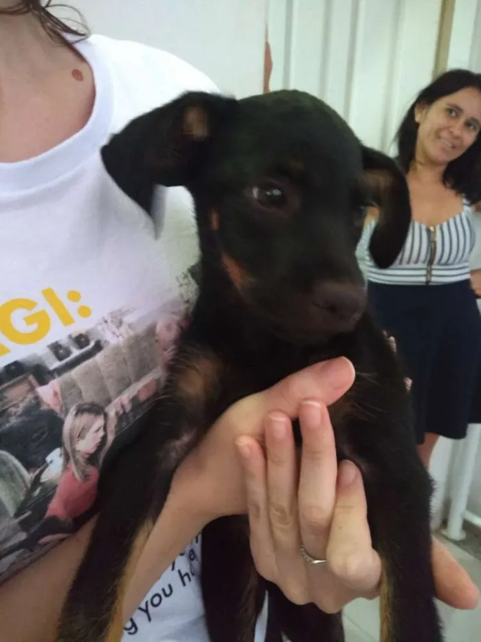 Cachorro ra a Vira-lata idade Abaixo de 2 meses nome Madalena