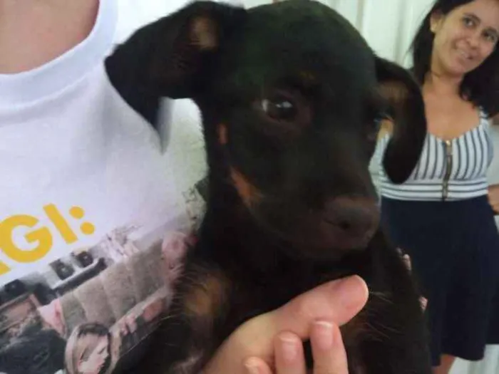 Cachorro ra a Vira-lata idade Abaixo de 2 meses nome Madalena