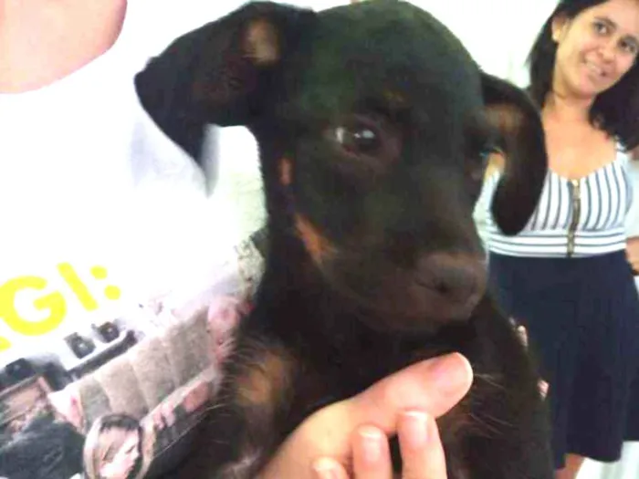 Cachorro ra a Vira-lata idade Abaixo de 2 meses nome Madalena