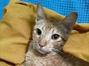 Gato raça Sem raça definida idade 2 a 6 meses nome Loirinho