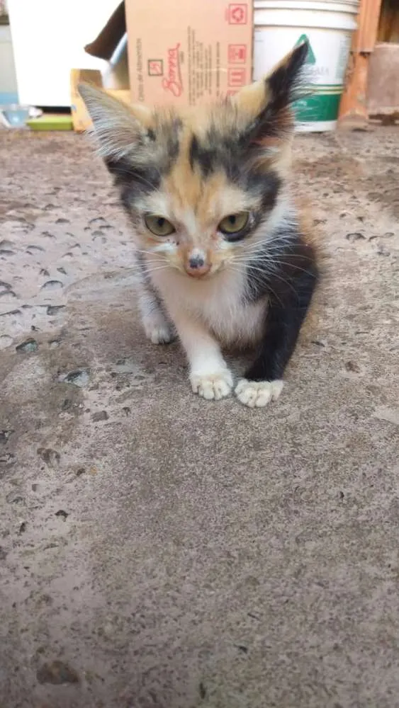 Gato ra a Srd idade Abaixo de 2 meses nome Mila