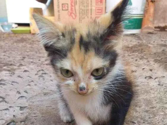 Gato ra a Srd idade Abaixo de 2 meses nome Mila