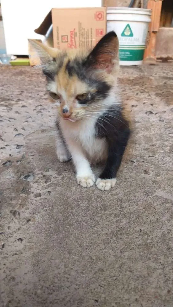 Gato ra a Srd idade Abaixo de 2 meses nome Mila