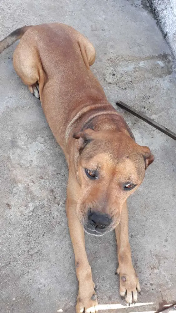 Cachorro ra a Rot wailler idade 5 anos nome Spyk