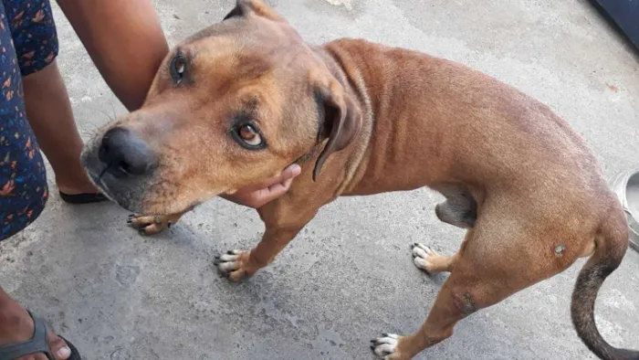 Cachorro ra a Rot wailler idade 5 anos nome Spyk