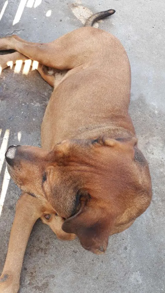 Cachorro ra a Rot wailler idade 5 anos nome Spyk