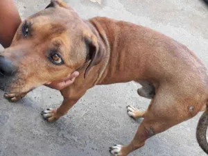 Cachorro raça Rot wailler idade 5 anos nome Spyk