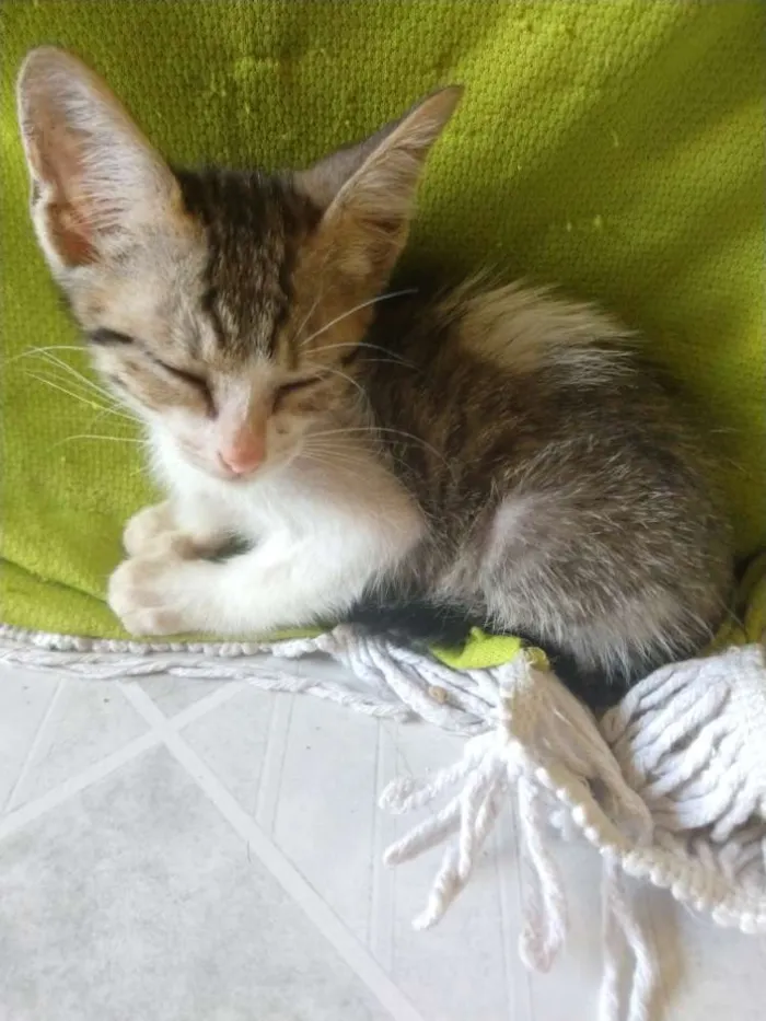 Gato ra a SRD idade Abaixo de 2 meses nome Stella