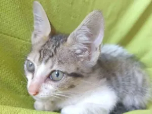 Gato raça SRD idade Abaixo de 2 meses nome Stella