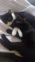Minguante