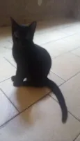 Minguante