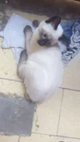 Minguante