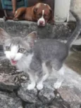 Gatinhos 