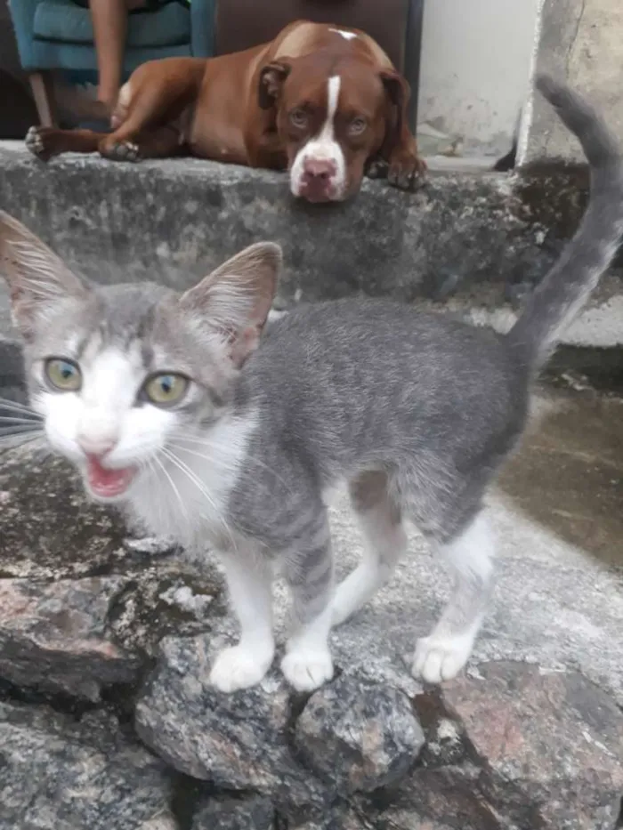 Gato raça Indefinida  idade Abaixo de 2 meses nome Gatinhos 
