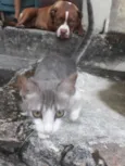 Gatinhos 