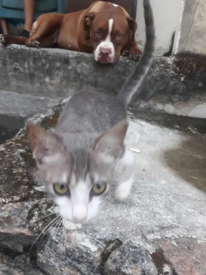 Gato raça Indefinida  idade Abaixo de 2 meses nome Gatinhos 
